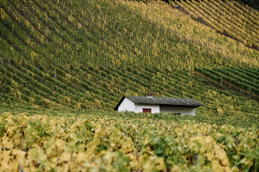 Wein online kaufen & bestellen – Dein Weinversand bei nobelwein.de